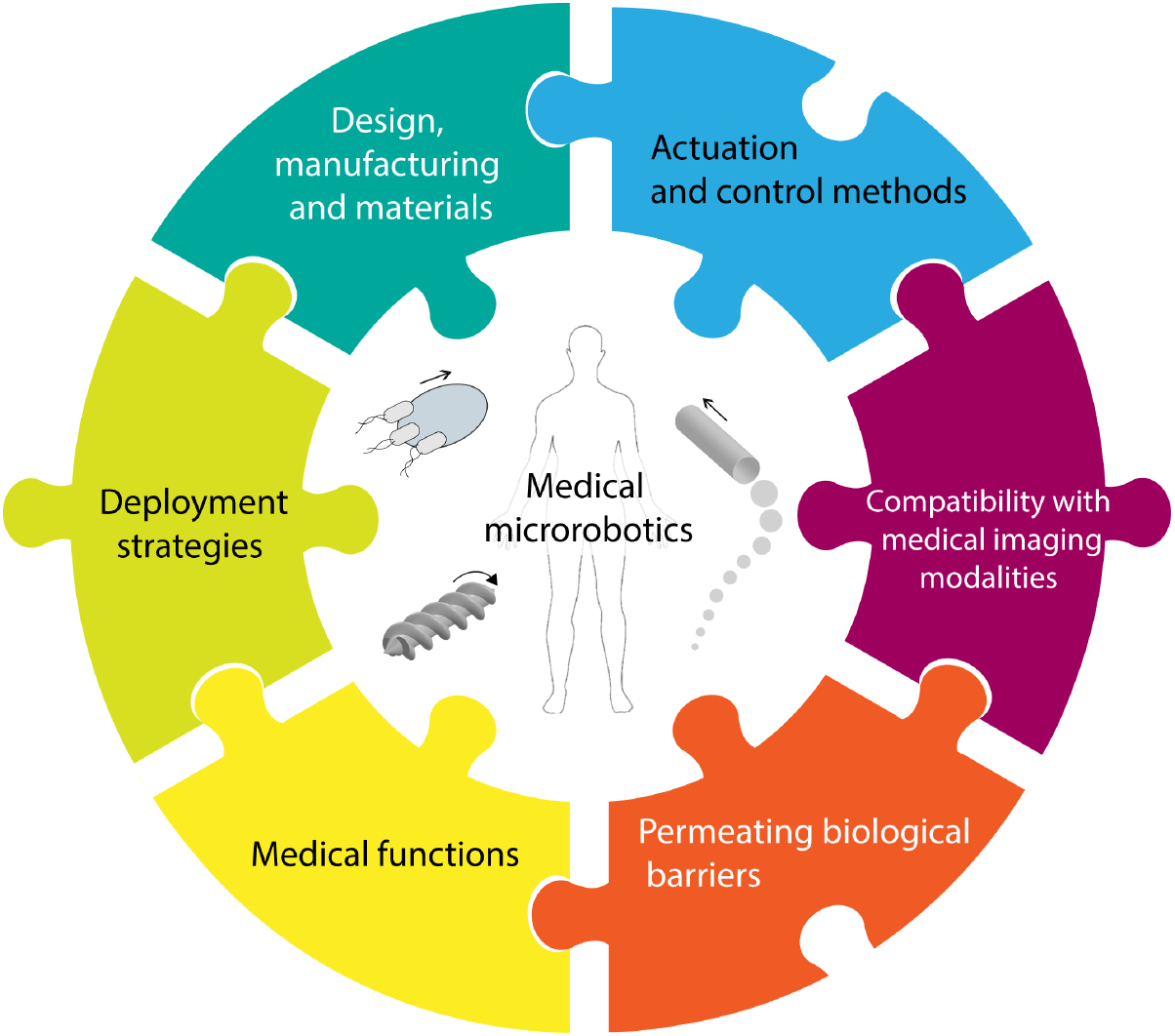 The Robot in Your Bloodstream: Microrobots Take Aim at Stroke and Cancer